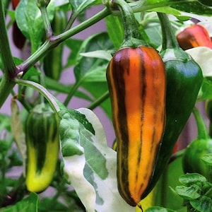 Fish Pepper Seeds | Hot | Heirloom | Organic