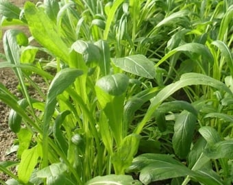 Semillas de Mibuna / Reliquia / Orgánica