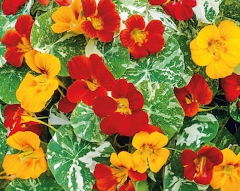 Könnte beinhalten: Nahaufnahme einer Vielzahl von Kapuzinerkresse-Blüten in Gelb-, Orange-, Rot- und Weißtönen. Die Blüten wachsen an einer Rebe mit grünen Blättern.