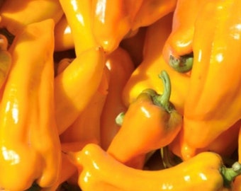 Golden Marconi Pepper Seeds | Heirloom