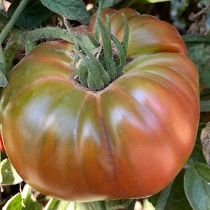 Black Pineapple (Ananas Noire) Tomato Seeds | Organic