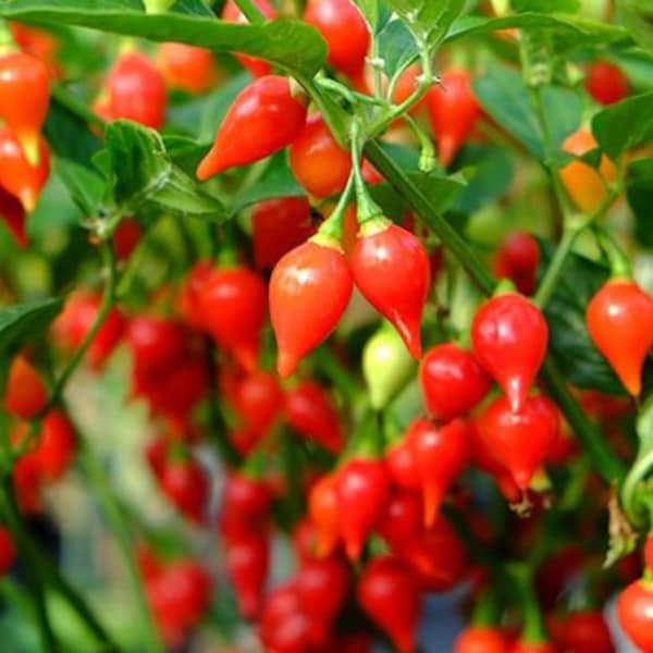 Biquinho Red Pepper Seeds | Hot | Heirloom | Organic