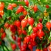 see more listings in the Pepper Seeds (Hot) section