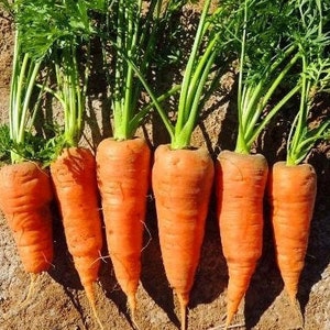 Red Core Chantenay Carrot Seeds | Heirloom | Organic