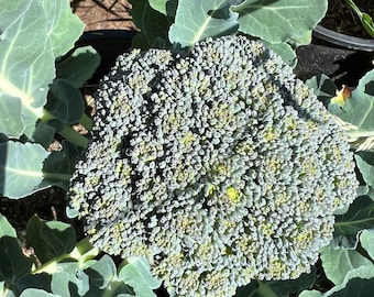 De Cicco Broccoli Seeds | Heirloom | Organic