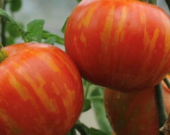 Tigerella Tomato Seeds | Heirloom | Organic