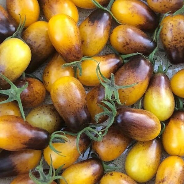 Indigo Pear Drops Tomato Seeds | Organic