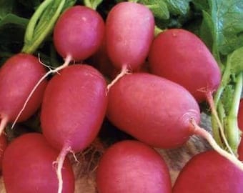 May include: A close-up of several fresh radishes. The radishes are a vibrant pinkish-red color with green stems and leaves. The radishes are oval-shaped and have small white rootlets. The image is well-lit and shows the radishes in detail.