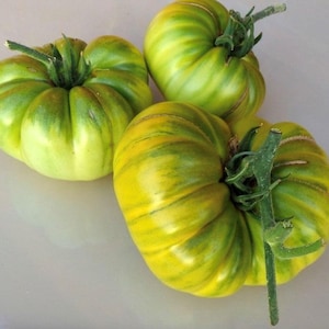 May include: Three green tomatoes with yellow stripes. The tomatoes are large and have a slightly bumpy texture.