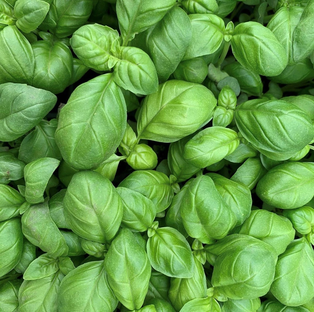 Genovese Basil Seeds Heirloom Organic Etsy