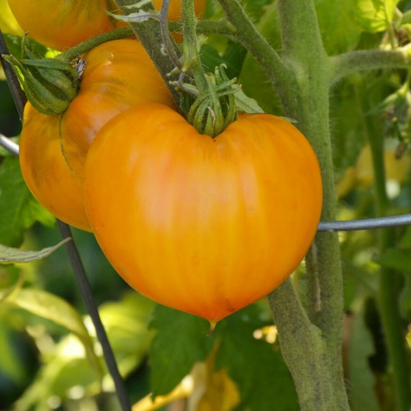 Orange Strawberry Tomato | Heirloom | Organic