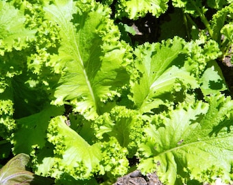 Southern Giant Curled Mustard Seeds | Heirloom | Organic