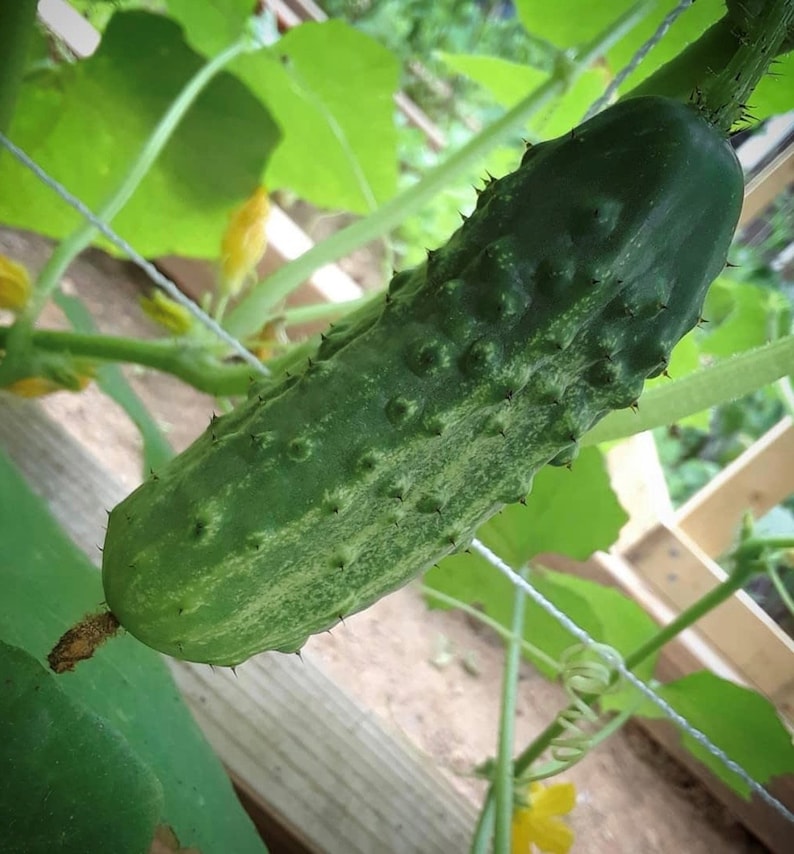 National Pickling Cucumber Seeds Heirloom Organic Etsy