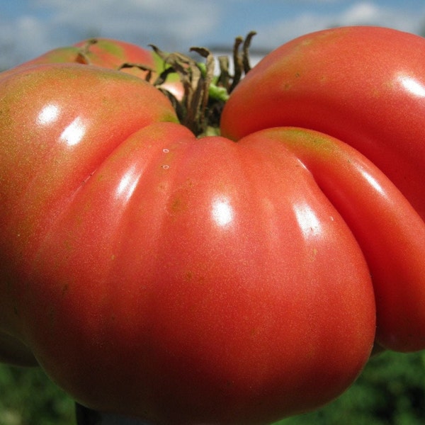 Mortgage Lifter Tomato Seeds | Heirloom | Organic