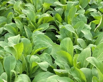 Semillas de rúcula Astro / Variedad tradicional