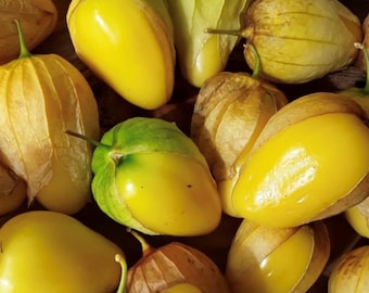 Queen Of Malinalco Tomatillo Seeds | Heirloom
