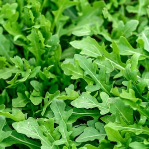 May include: A close-up image of a bed of fresh green arugula leaves.