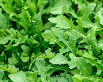 Slow Bolt Arugula | Organic