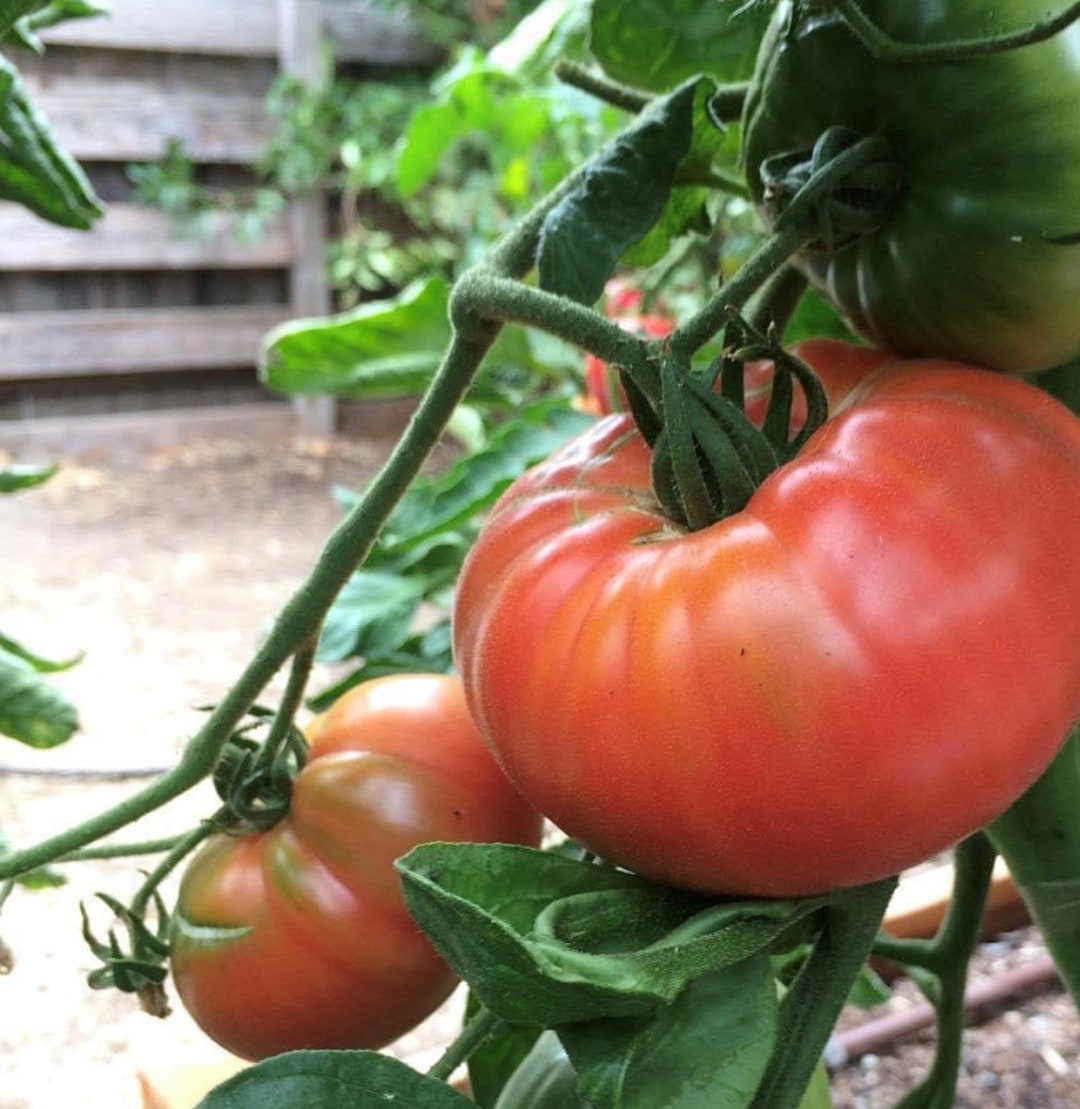 Pink Brandywine Tomato Seeds Heirloom Organic -  Canada