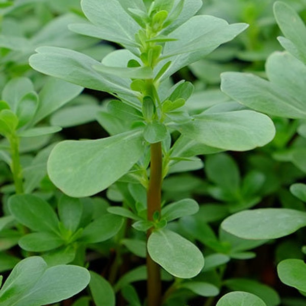 Green Purslane Seeds | Organic