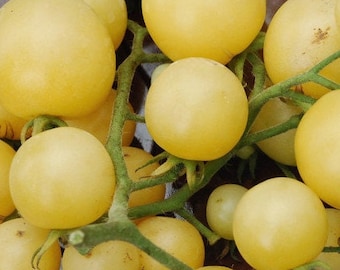 May include: A cluster of yellow cherry tomatoes on a vine. The tomatoes are ripe and ready to be picked.