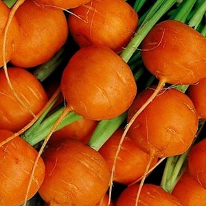 Parisian Carrot Seeds | Heirloom | Organic