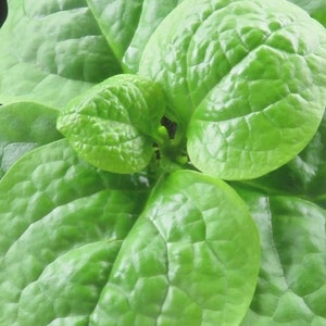 May include: Close-up of vibrant green leaves with a textured surface. The leaves have a glossy appearance and a slightly ruffled edge. The image showcases the natural beauty and detail of the plant's foliage.