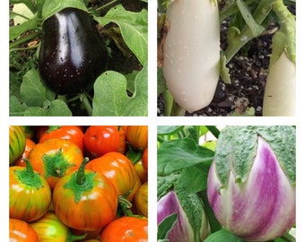 Collection d'aubergines | Graines