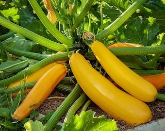 Golden Zucchini Sommerkürbis Samen | Erbstück | Bio