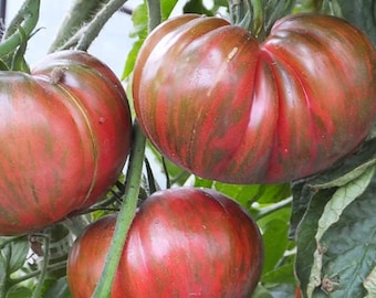 Pink Berkeley Tie-Dye Tomato Seeds | Heirloom | Organic