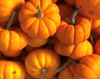Puede incluir: Una colección de calabazas naranjas de varios tamaños, algunas con tallos, dispuestas en una pila.
