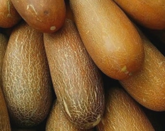 Brown Russian Cucumber Seeds | Heirloom | Organic