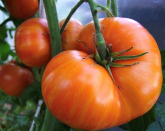 Dwarf Confetti Tomato Seeds | Organic