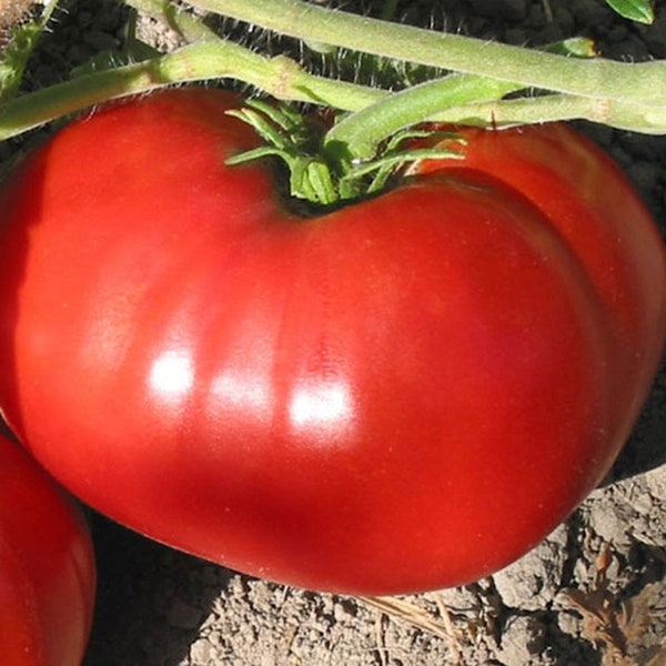 Delicious Tomato Seeds | Heirloom | Organic