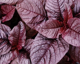 Midnight Red Amaranth Seeds