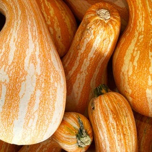 Puede incluir: Un grupo de calabazas rayadas de color naranja y blanco. Las calabazas están dispuestas en una pila, con algunas superpuestas. Las calabazas tienen una superficie lisa y brillante.