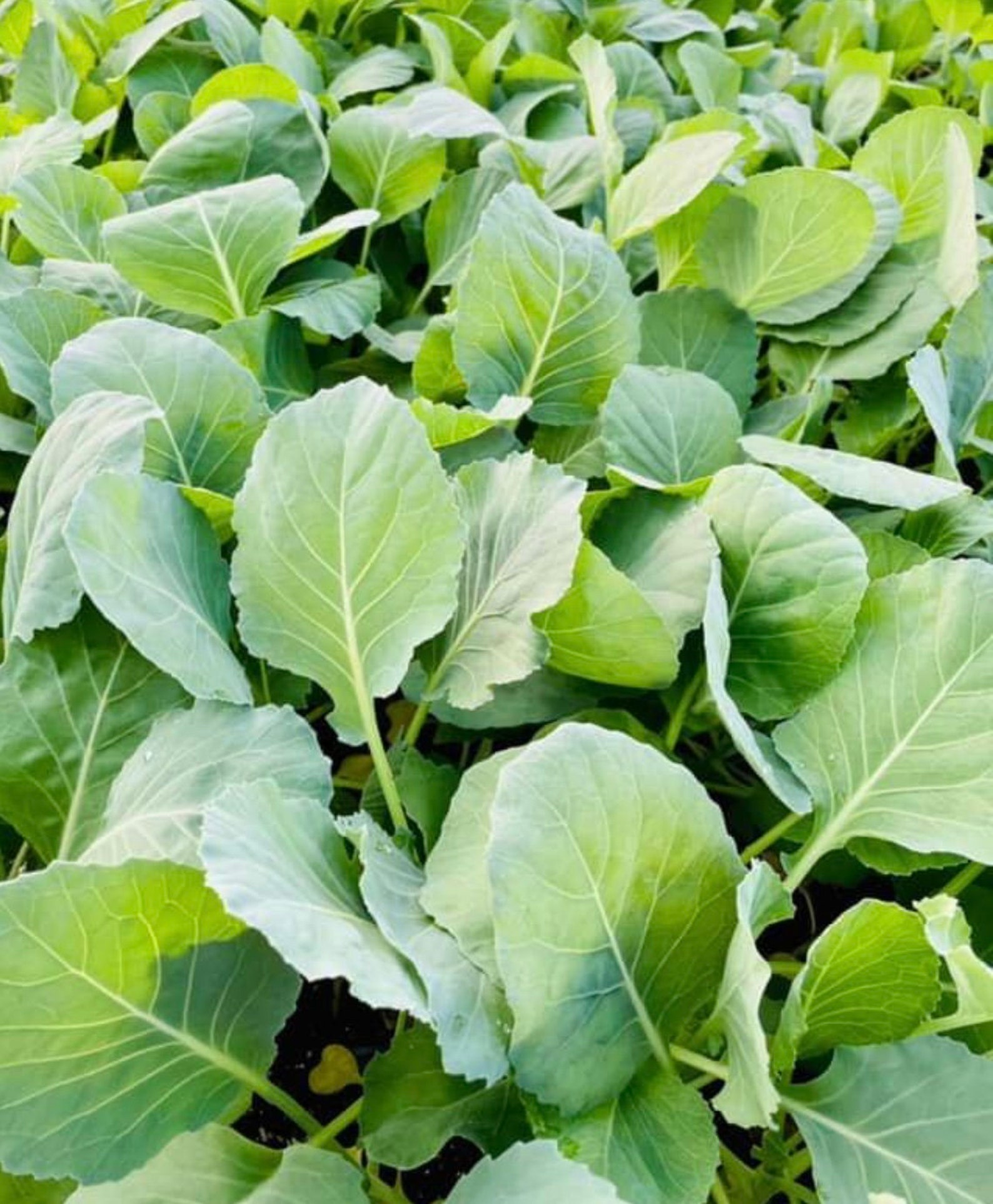 Early Round Dutch Cabbage Seeds Heirloom Organic Etsy