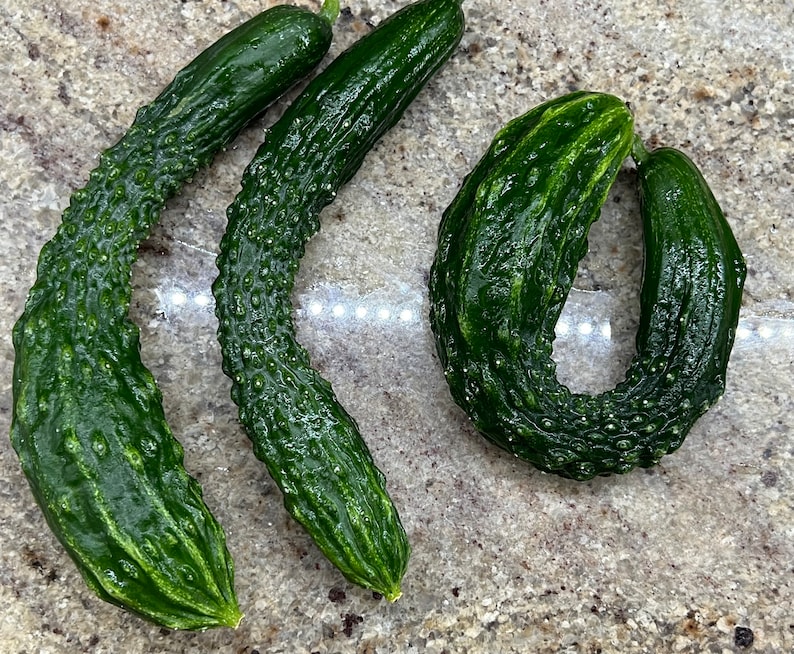 TimsTomatoes Suyo Long Cucumber Seeds