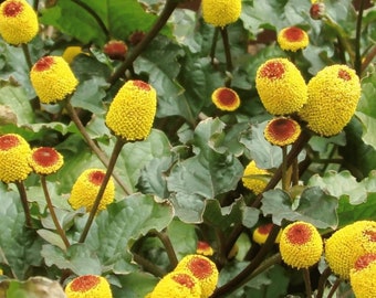 May include: Close-up of a plant with many small, yellow, spiky flowers. The flowers have a red center and are clustered together on green stems.