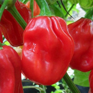 Red Habanero Hot Pepper Seeds | Organic