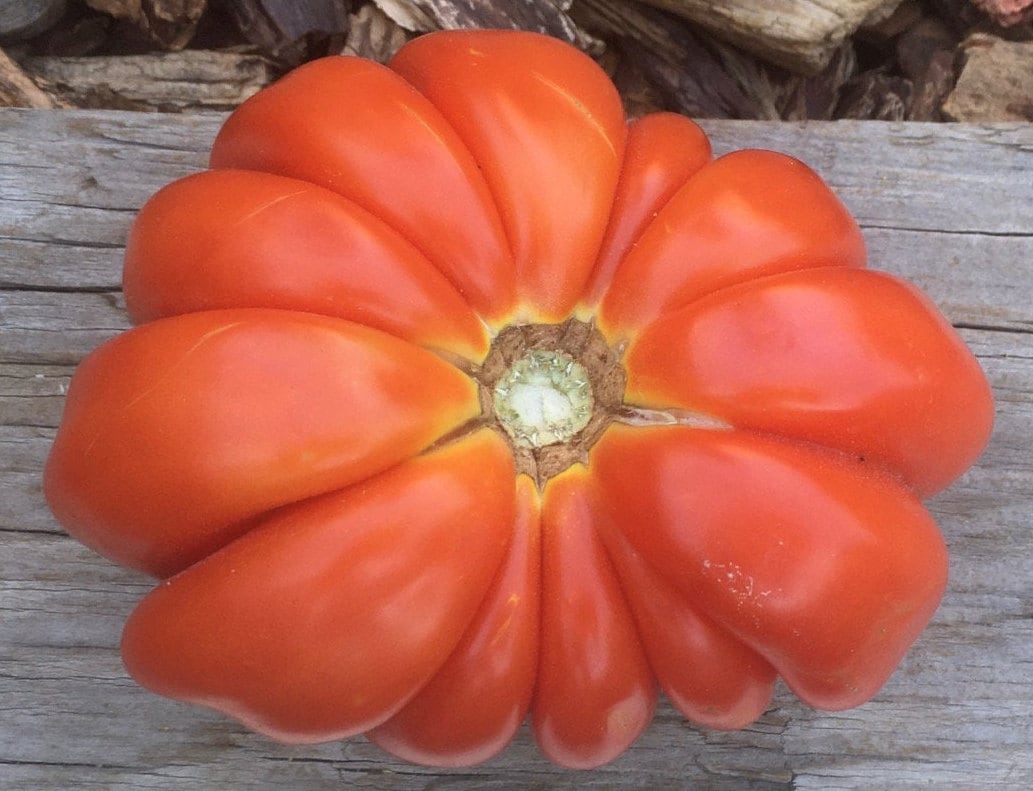 Mushroom Basket Tomato Seeds Heirloom Organic Etsy