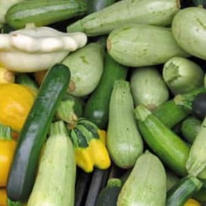 Summer Squash Mix | Organic | Seeds