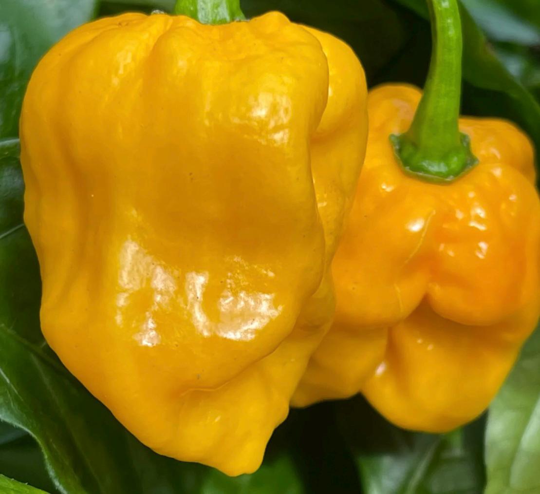 Habanero Orange F1 - Semi Peperoncino