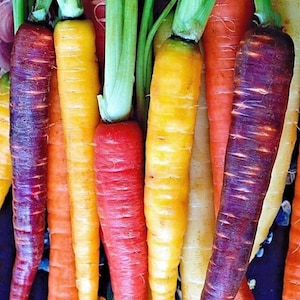 Heirloom Rainbow Carrot Mix |  Heirloom | Organic Seeds