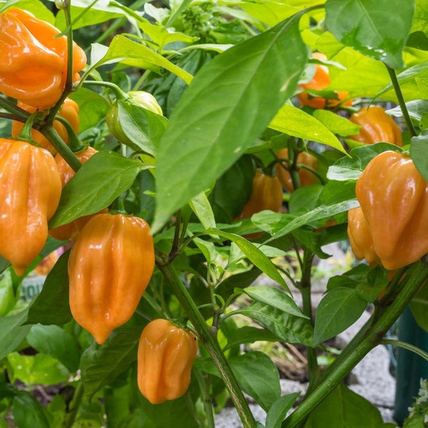 Orange Habanero Pepper Seeds | Hot | Heirloom | Organic