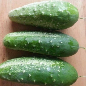 Wisconsin SMR 58 Cucumber Seeds | Heirloom | Organic