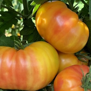 Könnte beinhalten: Vier große, reife Tomaten mit gelben und roten Streifen. Die Tomaten wachsen an einer Rebe mit grünen Blättern.