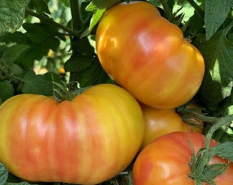 Hillbilly Potato Leaf Tomato Seeds | Heirloom | Organic | Bulk | Wholesale
