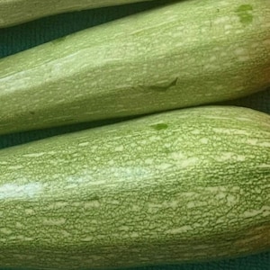 Genovese Italian Zucchini | Heirloom | Organic | Summer Squash