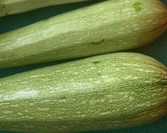 Genovese italiensk zucchini | Arvsgods | Ekologisk | Sommarsquash